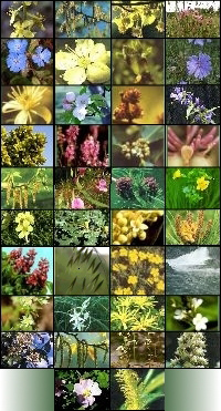 Fleurs utilisées dans les essences